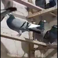 فروش کبوتر پلاکی|پرنده|تاکستان, |دیوار