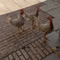 سه خروس برای فروش