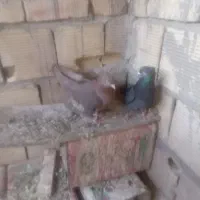 کبوتر|پرنده|خمینی‌شهر, |دیوار