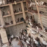 کبوتر کشتنی|پرنده|یزد, |دیوار
