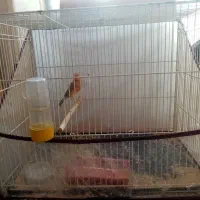 قناری دارچینی سرخ