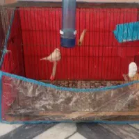 فنچ شیپوری