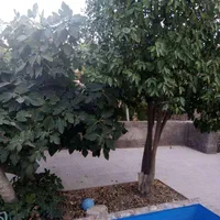 اقامتگاه-ویلایی-سرسبز-500متری-درمرکز-یزد
