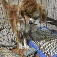 واگذاری سگ رایگان|سگ|اراک, |دیوار