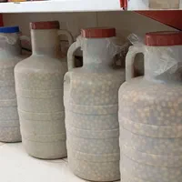 زیتون جنگلی