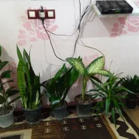 تعدادی گل و گیاه طبیعی