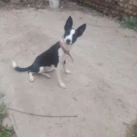 میکس پیتبول و هاسکی|سگ|گنبد کاووس, |دیوار