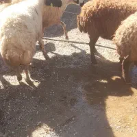 تعداد 36عدد گوسفند