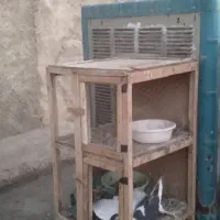 گنجه کبوتر جفت کنی