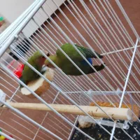 دوعدد کوتوله نر بالغ باچنتا عروس هلندی سی‌سیامون