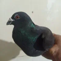 کبوتر یهودی و تیله پلاکی ایسونم