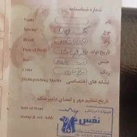 سرابی زاد قدیم سه ماهه