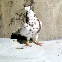 کفتر خال افشون کروباتی سار سرور آلمانی قره پولکی