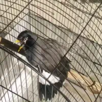 مرغ مینا سخنگو نر دستی با قفس فروشی