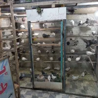 یک مشت کفتر خوب