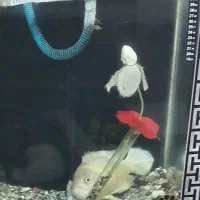 ماهی اسکار|ماهی|محمدشهر, شهرک پیام (مهرالبرز)|دیوار