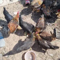 مرغ خروس گیلین