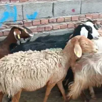 گوسفند|حیوانات مزرعه|زاهدان, |دیوار