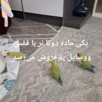 سه عدد طوطی برزیلی نروماده دستباز|پرنده|سنندج, |دیوار