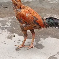 خروس لاری اصیل دونگ بالا