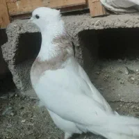 کبوتر|پرنده|اصفهان, ملک‌شهر|دیوار