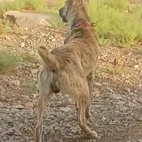 سگ افغان اصیل|سگ|سمنان, |دیوار