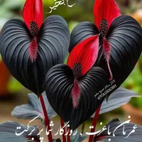 اسکان رایگان