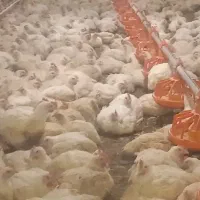 کارگر مرغداری گوشتی