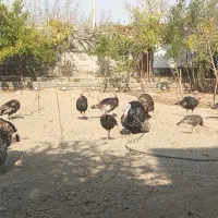 بوقلمون آماده تخم گذاری|حیوانات مزرعه|بیرجند, |دیوار