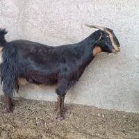 فروش 12راس بز کیسه ترکی ،میش ،بره ،قوچ|حیوانات مزرعه|بختگان, |دیوار