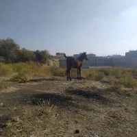 کره مادیان نوه سیوان فیضی بوکان