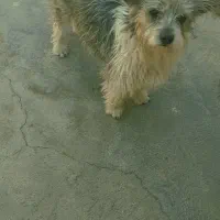 سگ کرن تریر|سگ|پیشوا, |دیوار