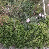 قلمه ناز|گل و گیاه طبیعی|محلات, |دیوار