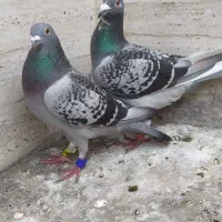 کفتر پلاکی واشعل سیاه