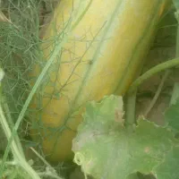 خربزه