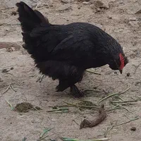 مرغ تخمگذار