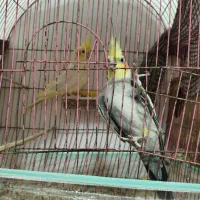 عروس هلندی مولد معاوضه با کفتر نقش|پرنده|بندرعباس, |دیوار