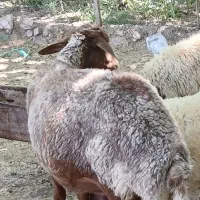 یک عدد میش جوان قوچ گرفته