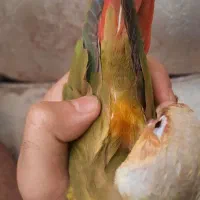 گرینچیک ماده دبل رد ۲.۵ ماهه فوق دستی درشت