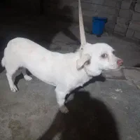 سلام سگ|سگ|مزرعه کتول, |دیوار