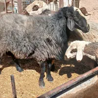 گوسفند بره قوچ|حیوانات مزرعه|ماهان, |دیوار