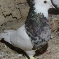 نر طوقی عتیقه