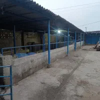 دامداری-و-مرغداری
