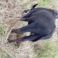 حیوانات مزرعه