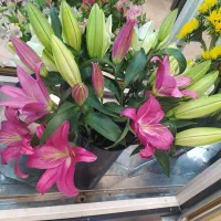 فروش و خدمات گل و گیاه|گل و گیاه طبیعی|مشهد, احمدآباد|دیوار