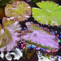 گیاه پلنت|ماهی|رشت, رشتیان|دیوار