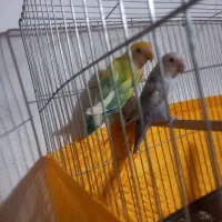 جفت طوطی برزیلی نروماده خوشرنگ