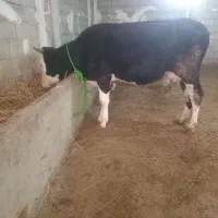 گاو