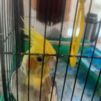 عروس هلندی ماده