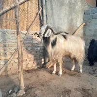 بز نر|حیوانات مزرعه|شباب, |دیوار